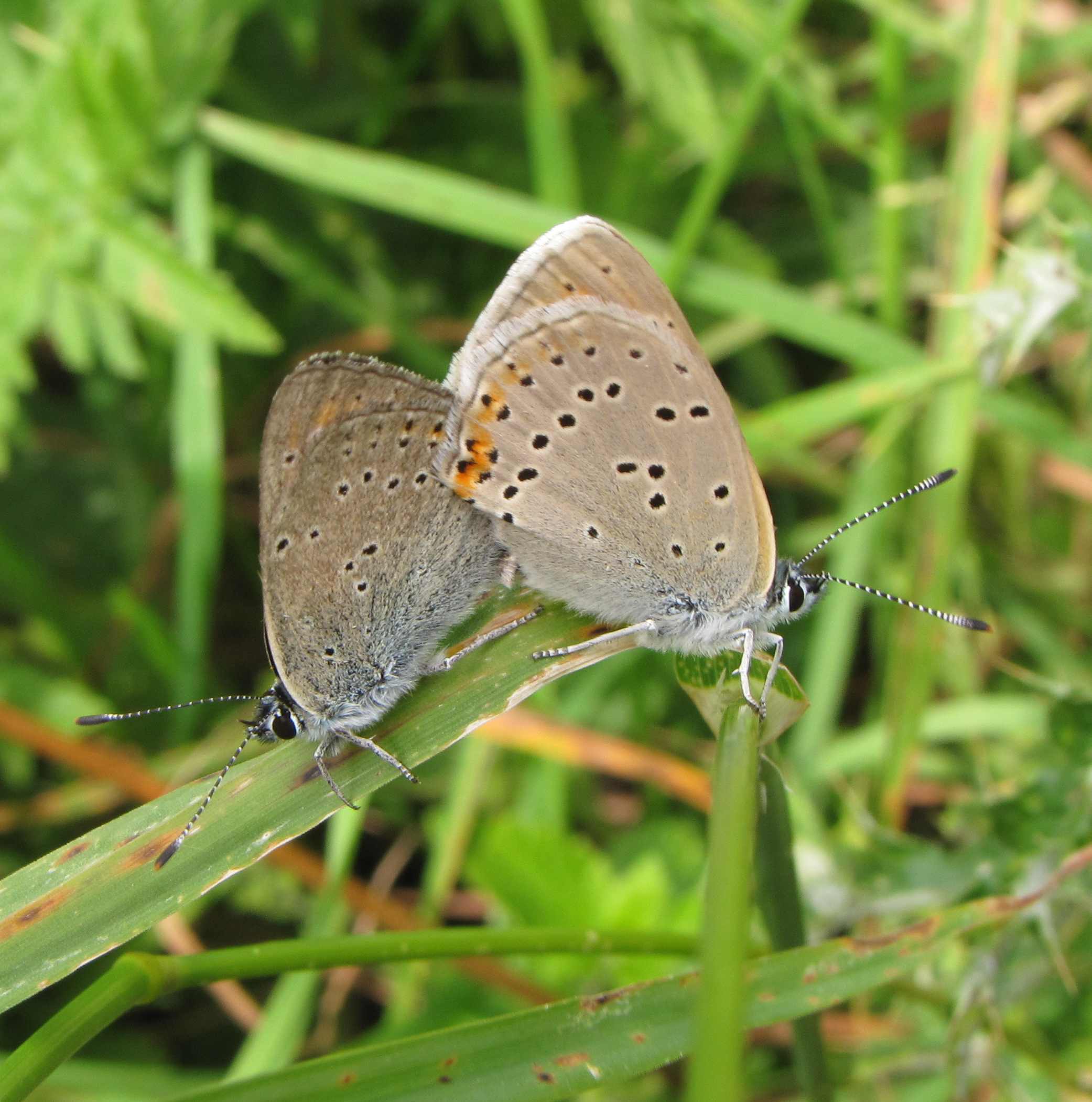 coppia di farfalle - Lycaena hippothoe